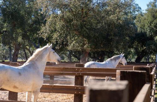 Herdade das Onzenas de Cima - Foto 4