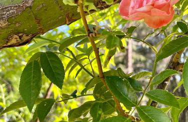 Sierra Mountain Lodge - Vacation Rentals - Yosemite - Foto 79