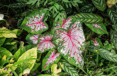 Dingo - Refugio romântico em meio à natureza - Photo 13
