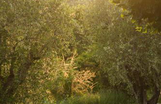 Domaine de Bramafam - Foto 11