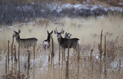 Glenn Haven by Cloud Dream Homes - Foto 135