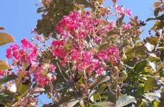 Drazena Buntin Apartments - Photo 47