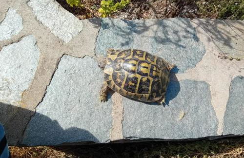 Villetta Esclusiva sulla Spiaggia della Pelosa - Foto 44