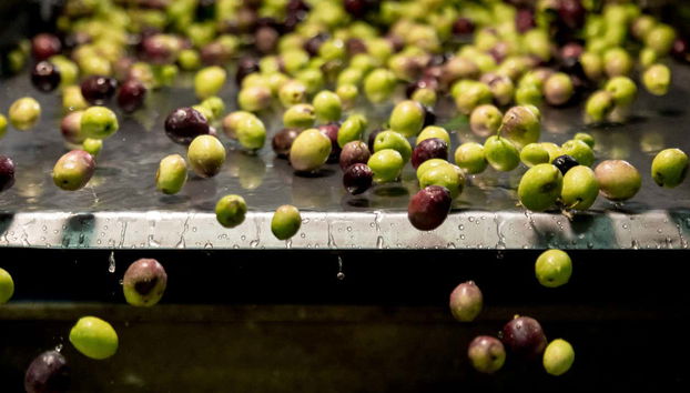 Veremos cómo se tratan las olivas en la almazara