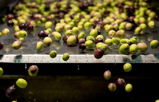 Soap Workshop & Olive Oil Tasting - Foto 6