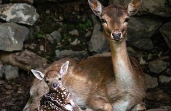 Maraias-Farm - Foto 21