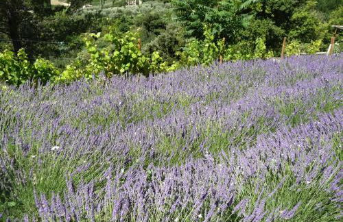 Le Mille Fleurs - Foto 31