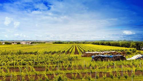 Ferienwohnung Rebenmeer - Foto 2