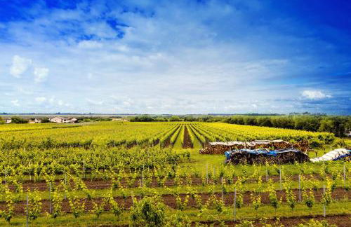 Ferienwohnung Rebenmeer - Foto 2