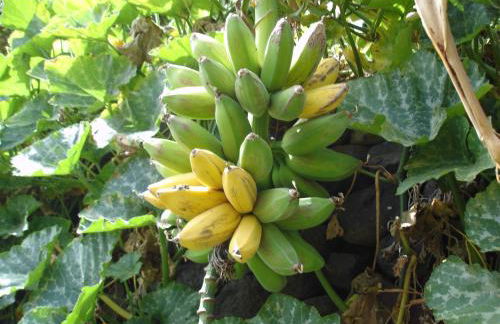 Goyo Gomera Apartments - Foto 68