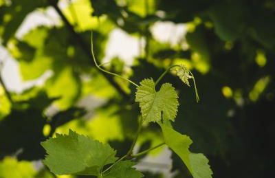 B&B Locanda Forchir - Foto 58