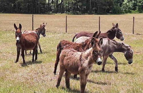 Little Ridge Ranch-East House Quiet Country Getaway-Pet Friendly! - Foto 20