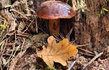 Galena i Gnejs - Foto 27