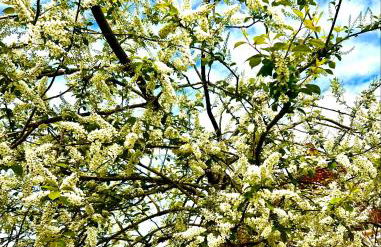 Manoir de La Barre Ceton - Foto 3