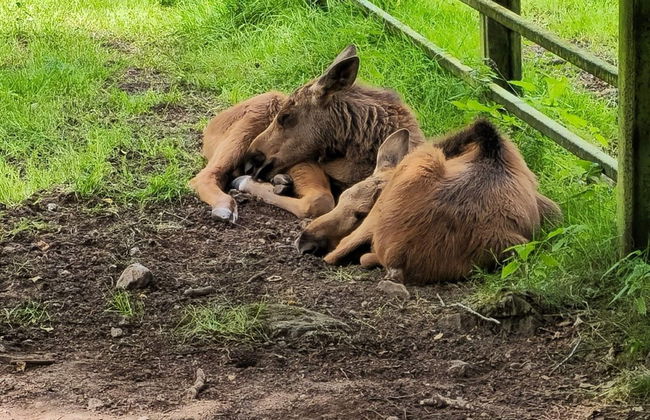 Holiday Home With Swimming Pool - Foto 9