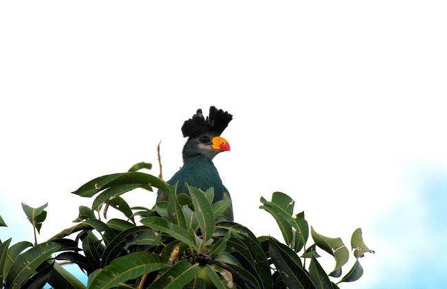 Victoria Lake View Guest House & Safaris - Photo 51