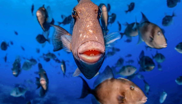 Snorkeling à Santa Maria - Photo 4, Biodiversité marine à Santa María