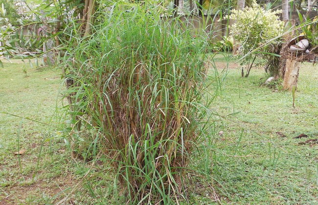 Coconut Treehouse - Foto 19