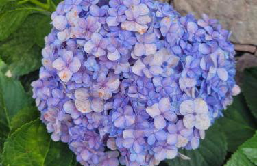 Chalé Gravatinha - Foto 9