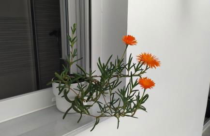 Casa Iulia Emérita Parking Gratis - Foto 28