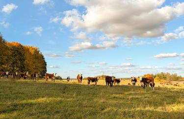 Świerkowe Ranczo Raciszewo - Foto 38