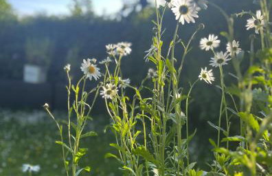 The Pink Cottage upstairs suite & Garden Summer Room - Foto 49