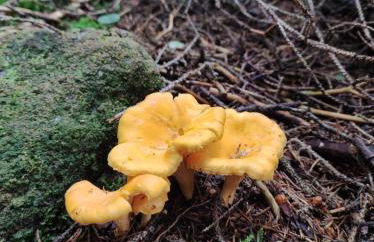 Agritur Belsogno B&B - Foto 104