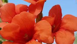 garden house nafplio - Foto 4, Garden