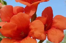 garden house nafplio - Photo 4