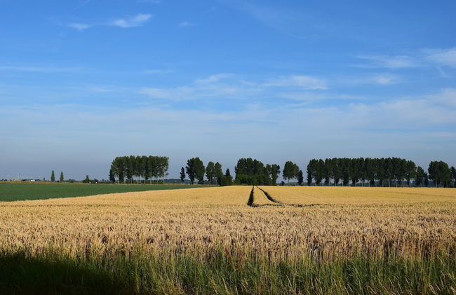 Dike House in Schoondijke Near Beaches - Foto 31