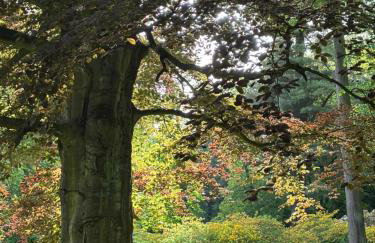 Wiśniowy Sad - Foto 68