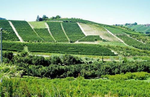 Profumo di Vigna - Roero - Foto 22