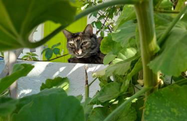 Lilo's Apartments - Foto 28