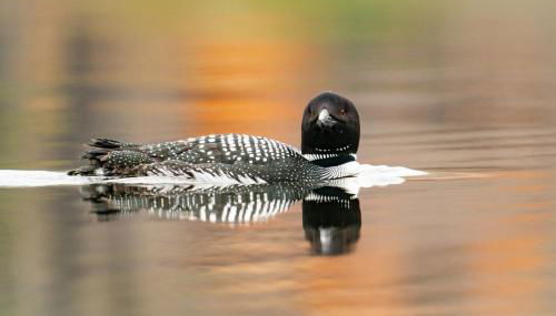 Stylish lake home with private beach, dock and firepit for swimming, kayaking, hiking - Foto 3