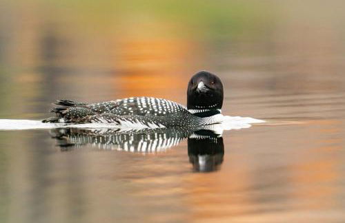 Stylish lake home with private beach, dock and firepit for swimming, kayaking, hiking - Foto 3
