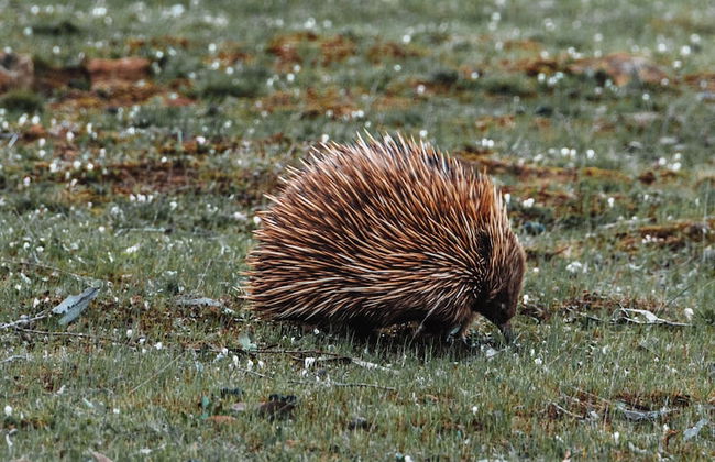 Ecopia Retreat - Foto 23