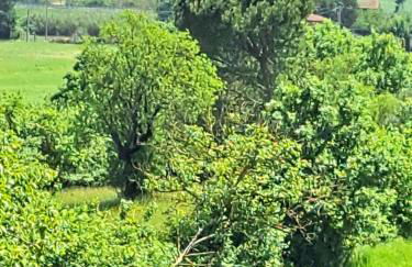 Casa Gli Ulivi - Foto 3