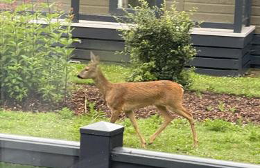 New Forest holiday lodge - Foto 41