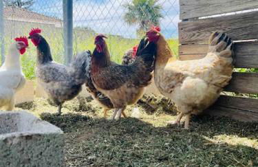 Alquiler de casa Vacacional - Foto 17