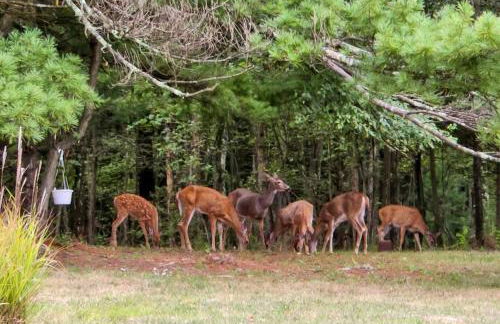Lovely Moshannon Ground Apartment with Fire Pit - Foto 27