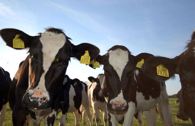 Chalet in Wiringherlant With Garden Terrace - Foto 33