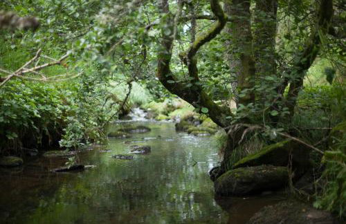 Beautiful Listed Mansion with incredible woodland views - Photo 13