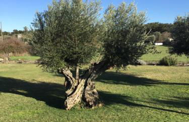 Casinhas da Póvoa- Turismo Natureza - Foto 50