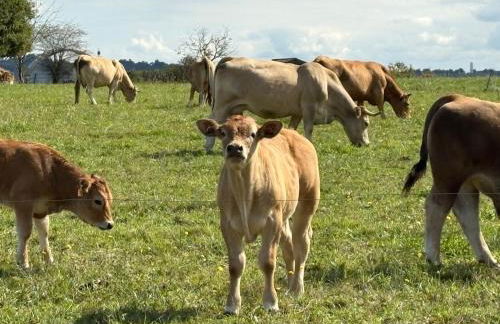 Charmante maison Landaise - Foto 26