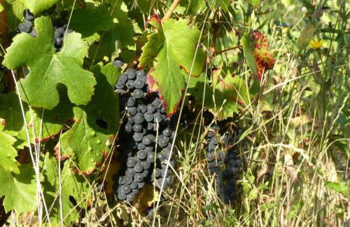 Gîte Château de Montboulon 4* Spa+piscine 14pers. - Foto 37