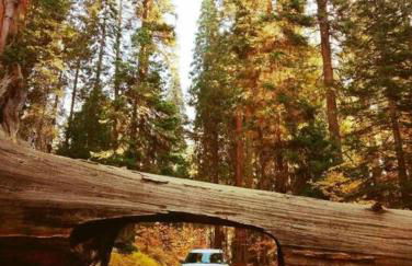 Sequoia Splendor, inside Kings Canyon NP by Visitors Center - Foto 66