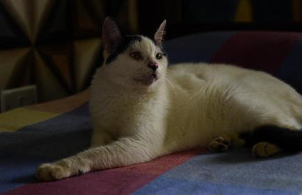 Vista para o mar e a poucos passos da praia - com Wi-Fi - Photo 37