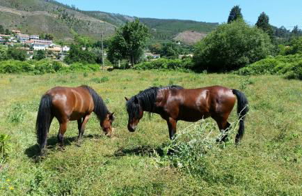 Casa de Baixo - Nature Hotel - Foto 74