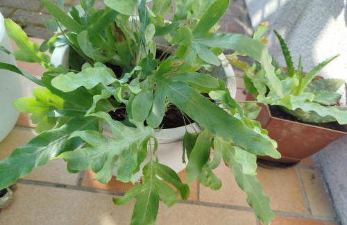 Apartment-Design 1, Altendtadt - Foto 8