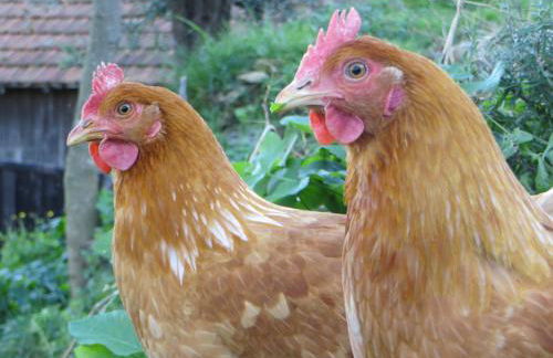 Agriturismo Terre Rosse Portofino - Foto 23